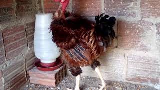 Série Meus Reprodutores, Galo Frisado Polaco