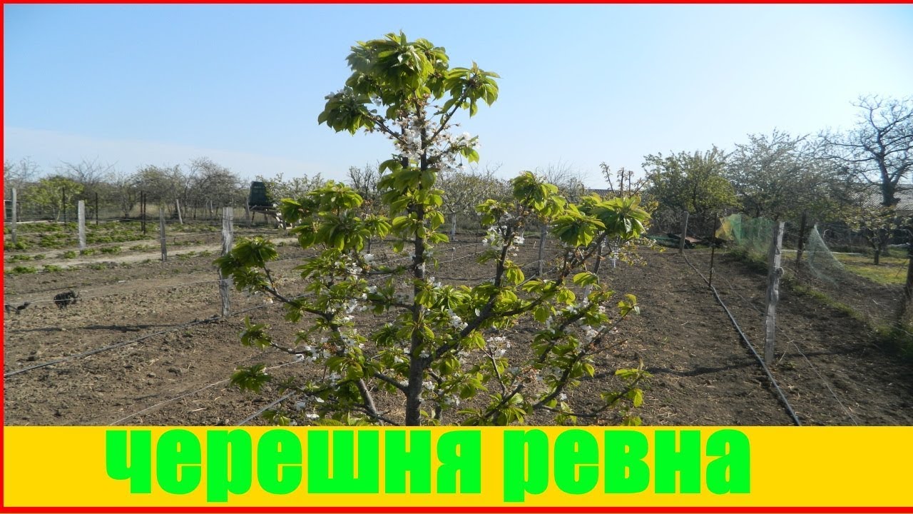 Черешня средний Ревна || cerasus avium revna