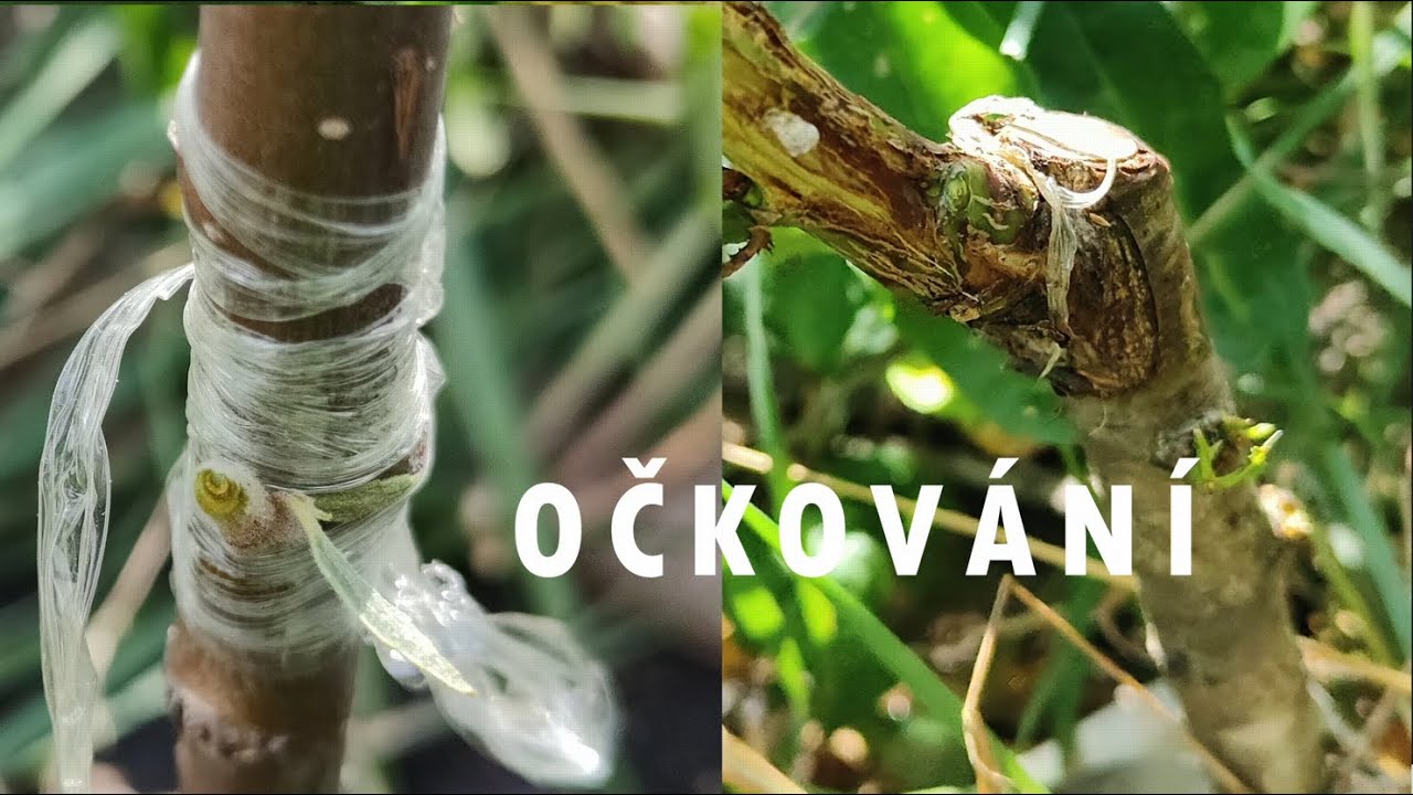 Roubování Stromků: 11 Měsíců! 🌳 NEUVĚŘITELNÁ ÚSPĚŠNOST (Bez Zkušeností) 🏆