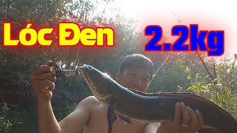 Kỉ Lục | Hugo Lóc Đen 2.2kg | Quang Hưng Vlog