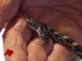 Raw Video: Two Headed Snake Found in Illinois