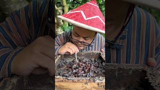 ASMR Drinking Wild Stingless Bee Honey Pots - 60 🍯🐝 #shorts