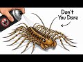 Never Kill the House Centipede — It's Hunting Something Worse
