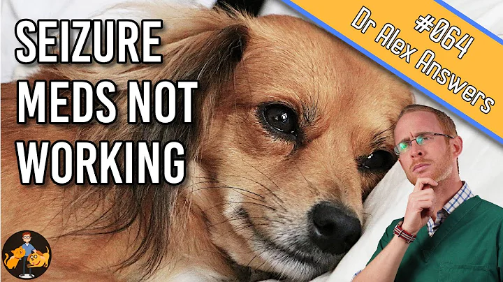 Aims of Dog Epilepsy Treatment (what to do when the meds don't work) - Dog Health Vet Advice