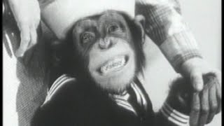 Chimp The Sailor (1950)