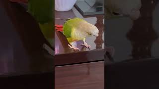 Feisty Bird Decides to Push a Mug off a Chest of Drawers