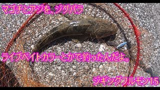 ジグパラライブベイトカラーとかでアジとマゴチが釣れたんだ。ジギングフルモン15