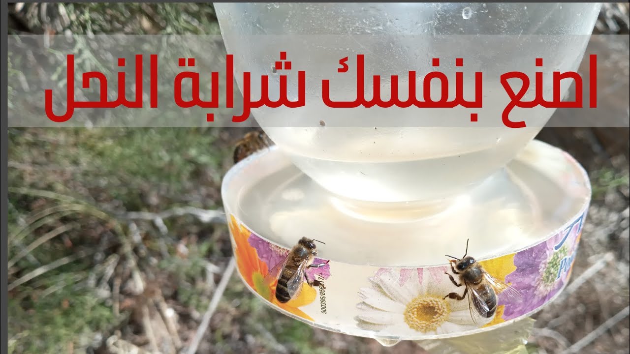 تقديم الماء للنحل في الصيف