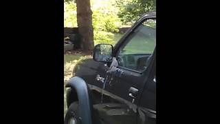 Bird Attacks Itself in Mirror
