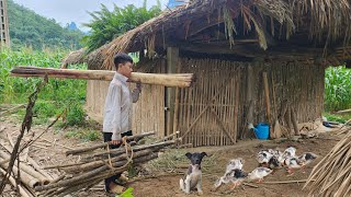 Orphan Boy - Goes to the forest to chop firewood, chops banana tree trunks to feed ducks