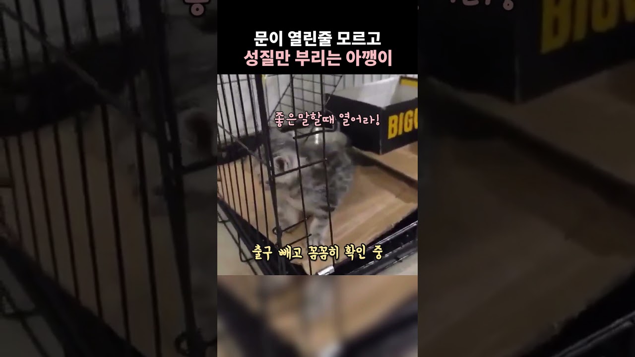 문이 열린줄 모르고 성질만 부리는 아깽이