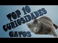 TOP 10 CURIOSIDADES DE LOS GATOS