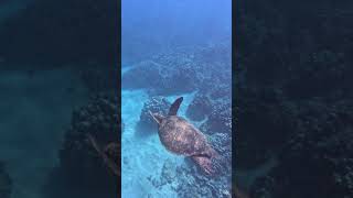 #turtletuesday🐢 #snorkeling🤿#hawaiianisland 🏝 #maui #ocean🌊