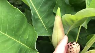 Magnolia flower morphology