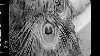 My New Band Believe - One Night Official Music Video