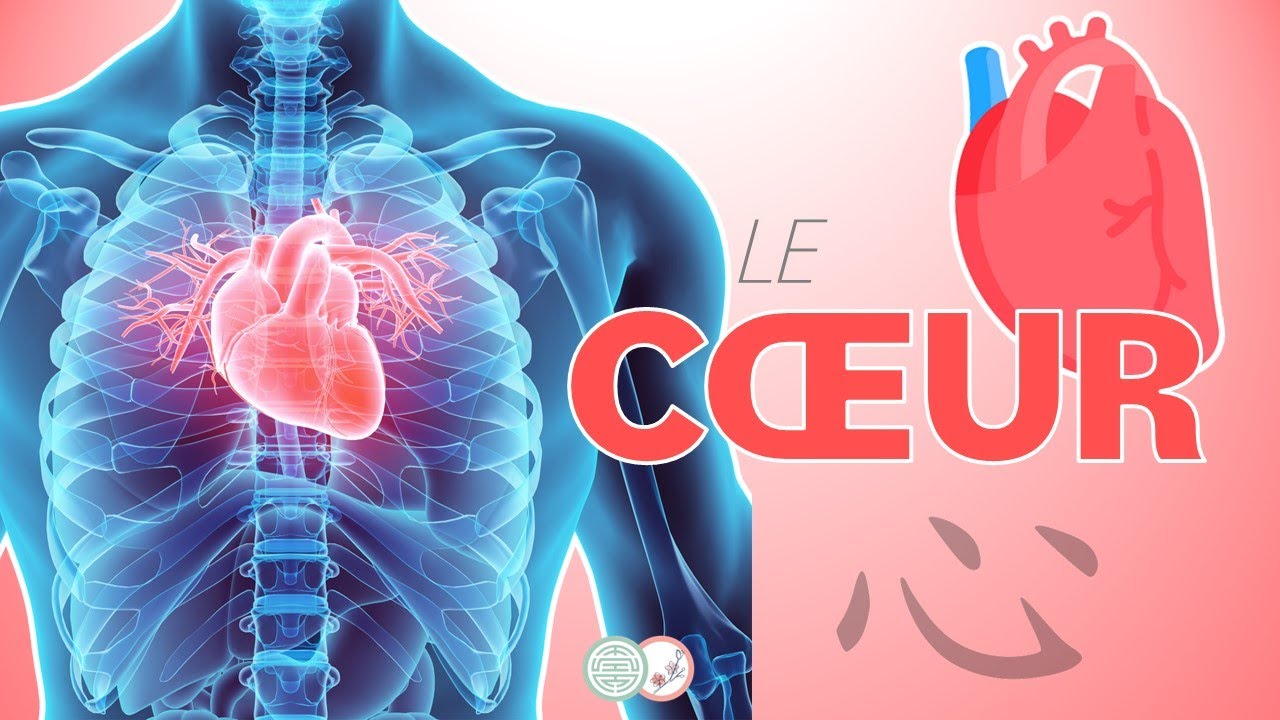 #7 - Le CŒUR en Médecine Traditionnelle Chinoise