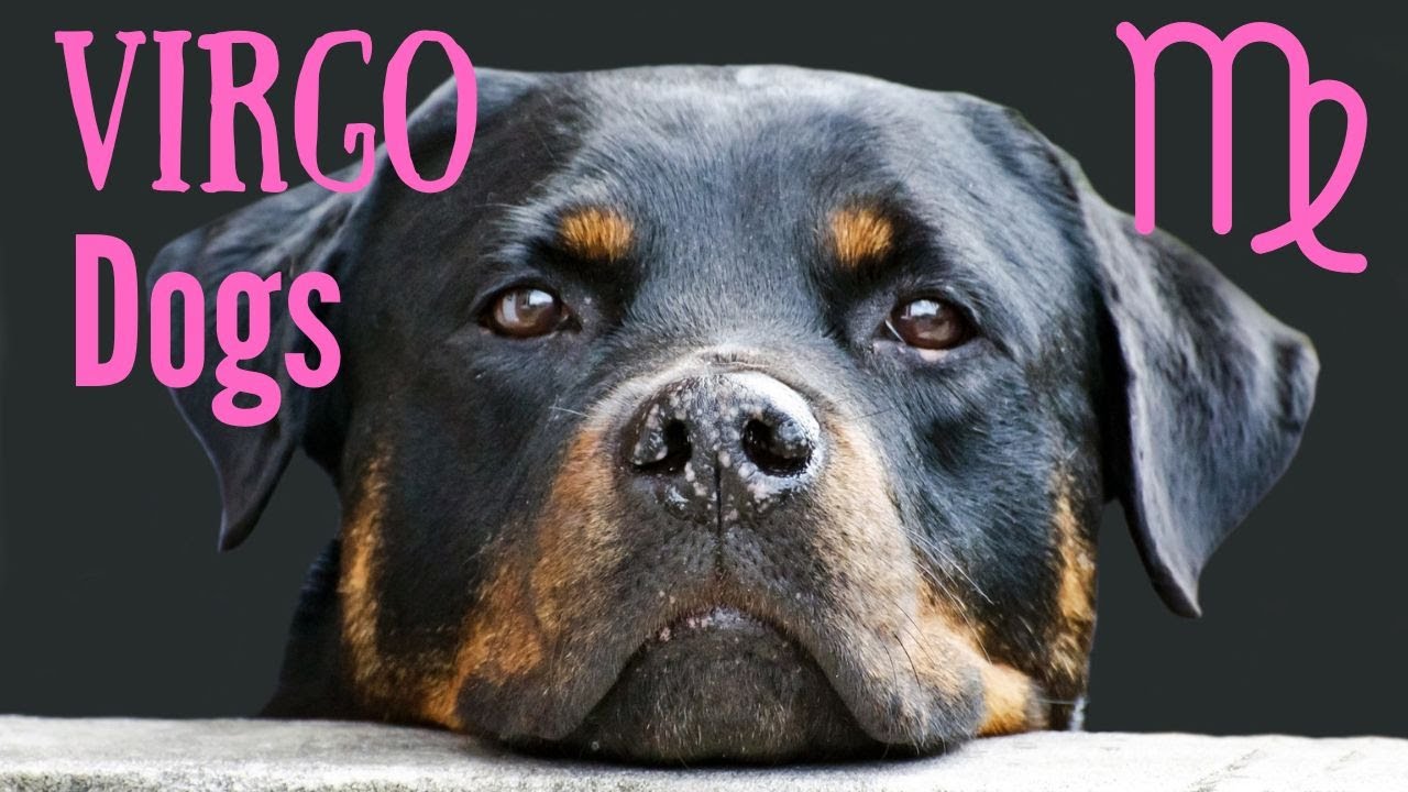 best dog breeds for virgos