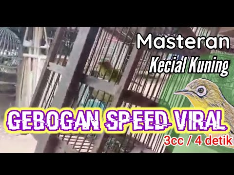 Kecial Kuning jos gacor speed gesit bikin Kecial malas bunyi jadi rajin jos gacor