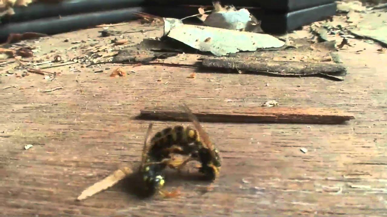 Epic Wasp Fight!!! (Insect Fight) YouTube