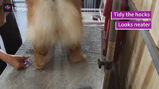 Chow chow grooming tutorial