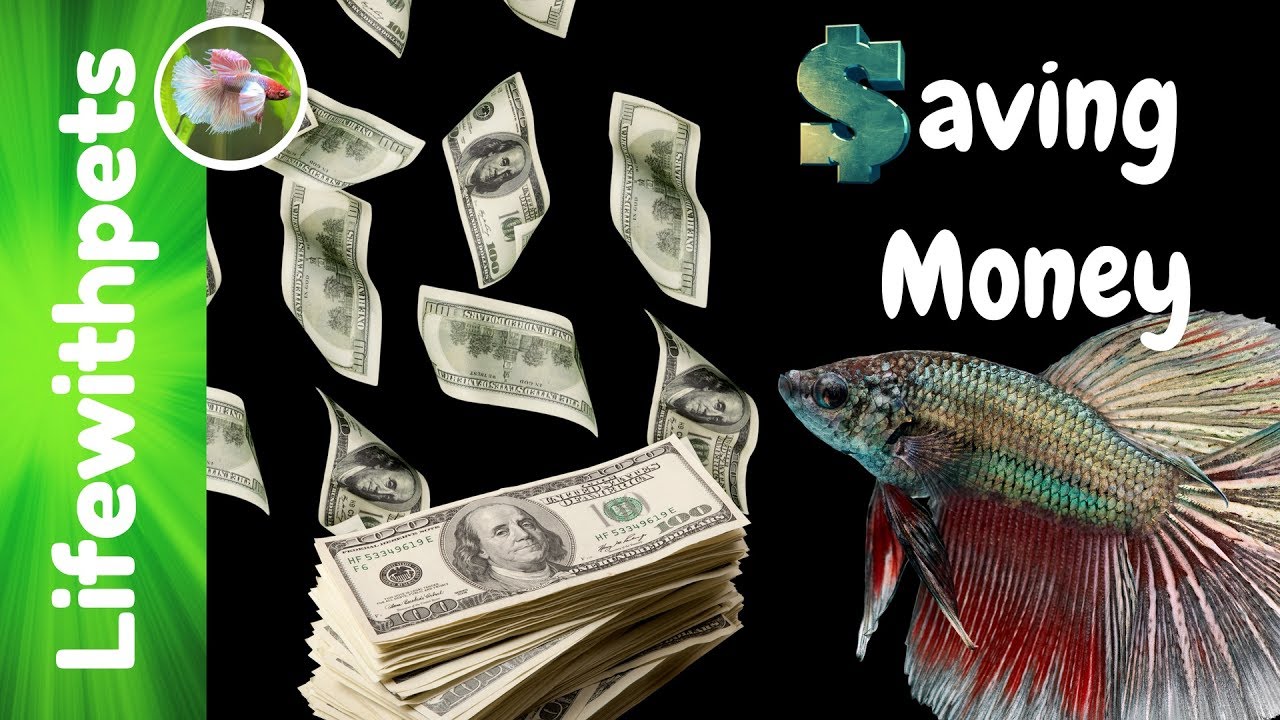 How To Save Money in The Aquarium Hobby YouTube