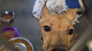 Acs A819777