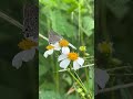 Mariposa❤️🦋