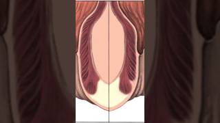 Makatta Kaşinti O Hastalik Beli̇rti̇si̇