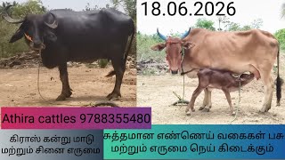 2 விற்பனை பதிவுகள்4-ம்  ஈத்து சினை எருமை மற்றும்  ஈத்து கிராஸ் கன்று எருமை 
