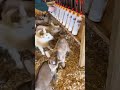 goat puppies feeding #puppy
