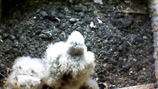 From Internet Camera(Turmfalken[03:1A:A5])2014/05/22,07:42:23_D
