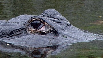 Alligator protects dead Python 05 - Dangerous Animals