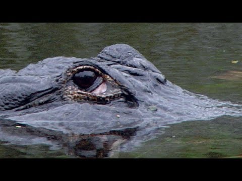 Alligator protects dead Python 05 - Dangerous Animals
