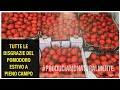 Tutte le Disgrazie del Pomodoro nell' Orto #15