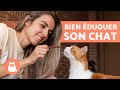 Comment eduquer un chat    guide complet sur lducation dun chat 