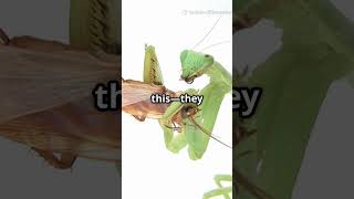 You Won't Believe These Praying Mantis Secrets!