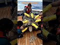 massive turtle barnacle #wildlife