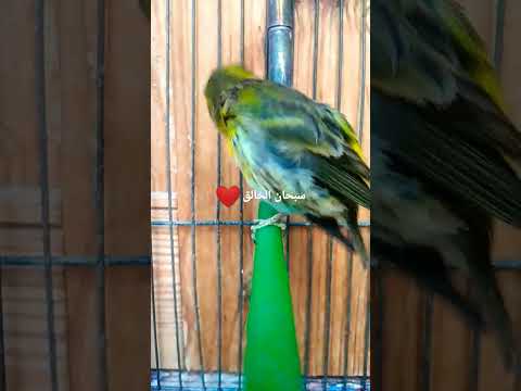 من بين افضل طيور البسبوس