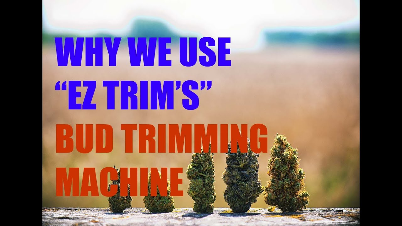 Trimming Cannabis | Cannabis Bud Trimming Machine Review