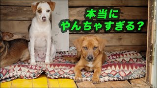 A puppy returned by its foster family for being 'too naughty'—what's its true personality? The ve...