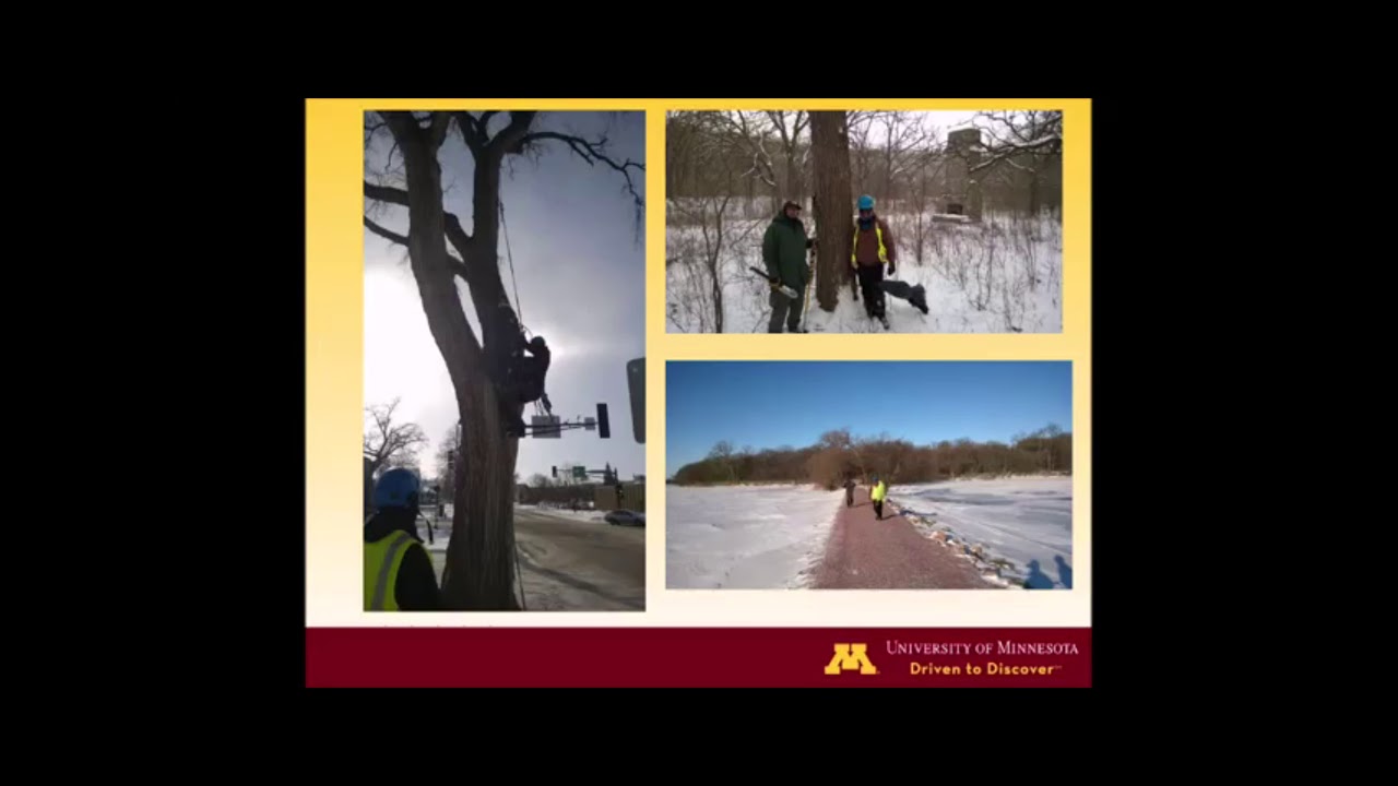 The elms are back: Exercise caution