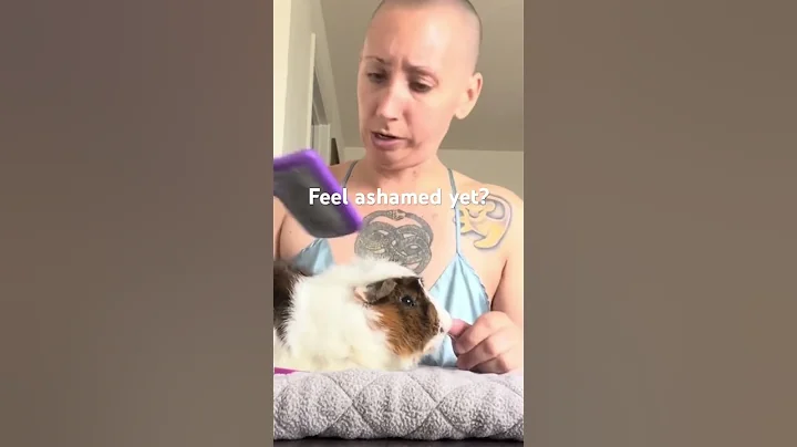 Video 3322761: brown white abyssinian