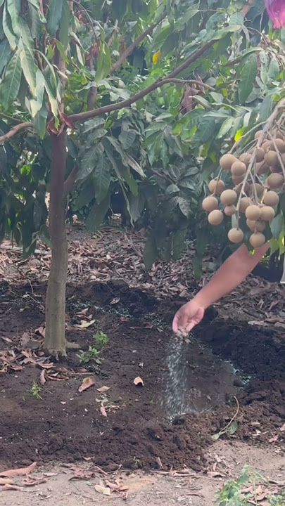 Aplikasi pupuk NPK dan cara seperti ini agar buah kelengkeng besar dan manis #petani #kelengkeng