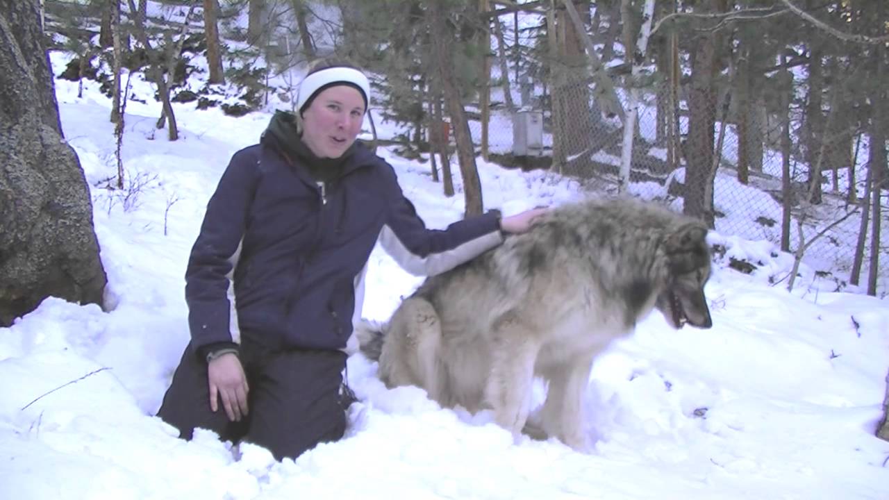 happy holidays WOLF 2012 Seasons Greeting.mp4