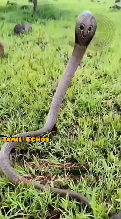 கொத்துனா விஷம் ஆனா எப்படி பெயர்மட்டும் நல்லபாம்பு?|Nalla Pambu|poisonous snakes in india|Snake venom