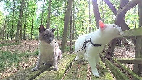 Tutorial: How NOT to Walk a Cat on Leash - 12 Common Mistakes