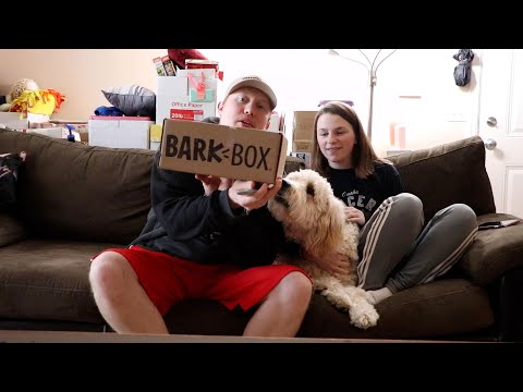What's Inside The Scoob Themed Bark Box?