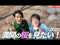 皆さんと同様、2025年も桜をしっかり見ました！【ゲスト:ガクヅケ 木田さん】【吉祥寺】