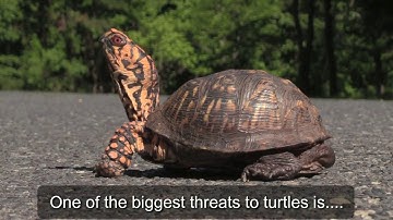 NC Zoo Brake for Turtles 2018