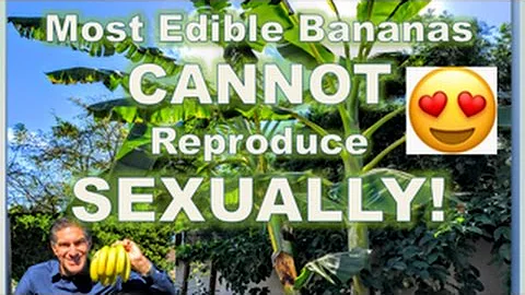 How does a banana reproduce asexually?